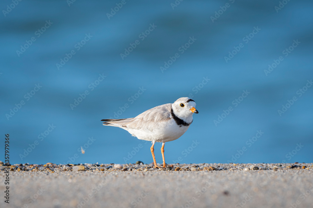 piping bird hunts for jump shrimp on the wet sand piping bird hunts for jump shrimp on the wet sand