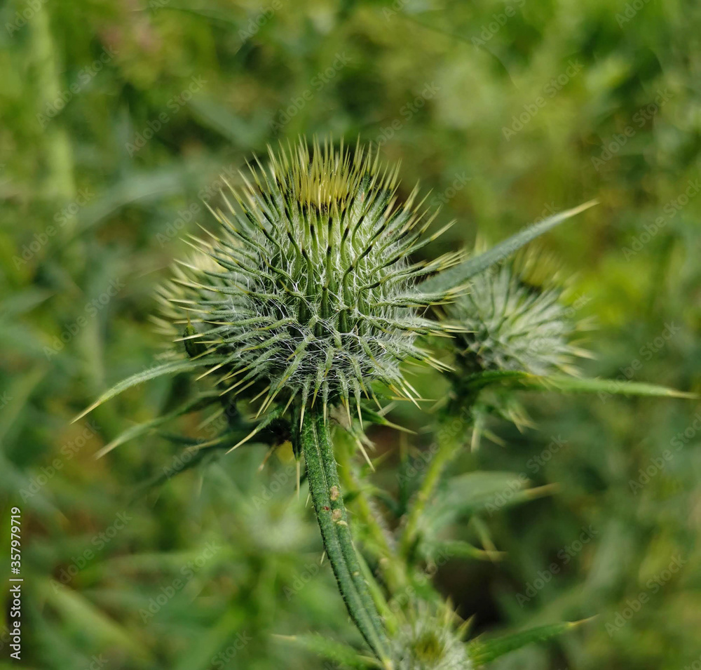 Weed Wildflower Close-Up Macro Thistle Weed Wildflower Close-Up Macro Thistle