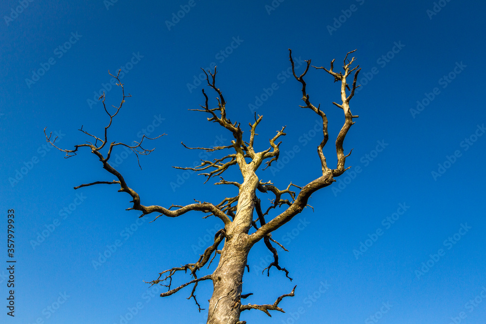 trees in forest trees in forest