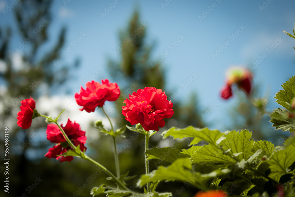 blue skies and red flowers
