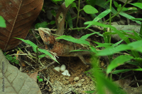 The mother lizard is laying her eggs © Teerawat