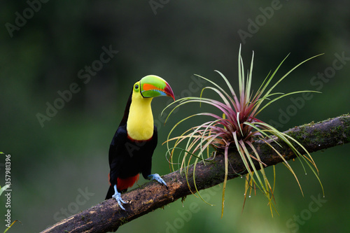 Ramphastos sulfuratus, Keel-billed toucan The bird is perched on the branch in nice wildlife natural environment of Costa Rica