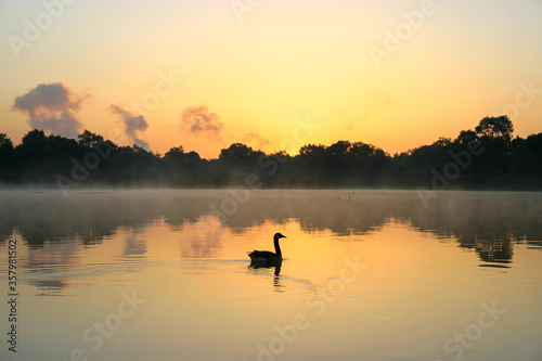 Duck at sunrise on the lake