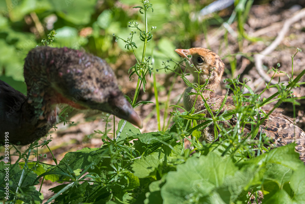 wild turkey mother and chick