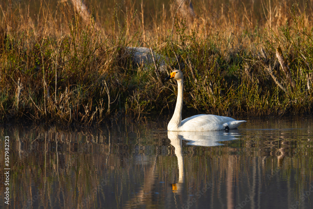 Fototapeta premium White northern swans in a forest lake