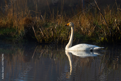 White northern swans in a forest lake