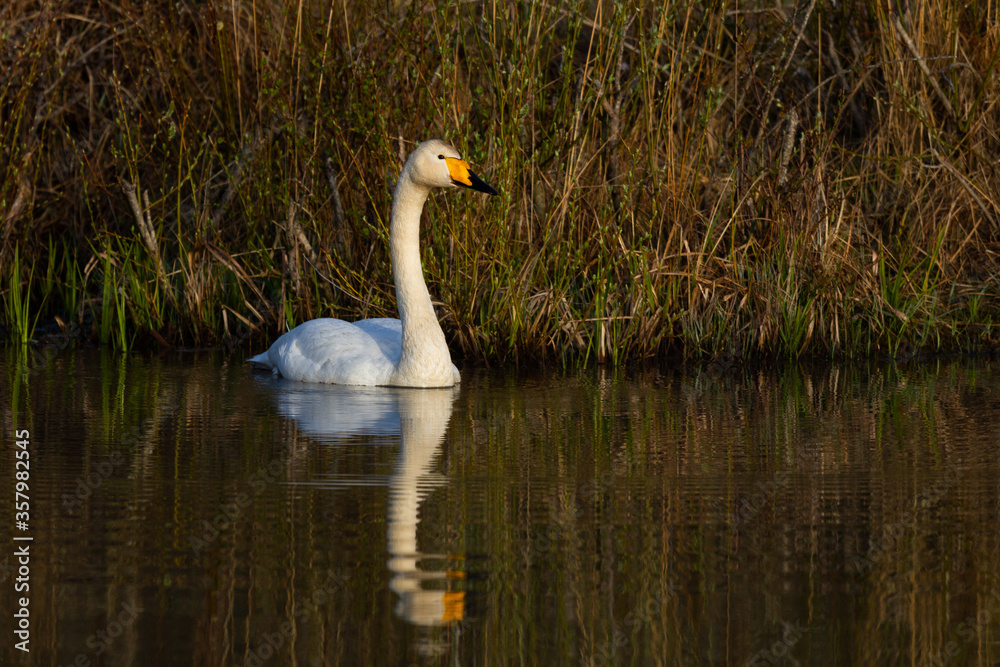 White northern swans in a forest lake White northern swans in a forest lake