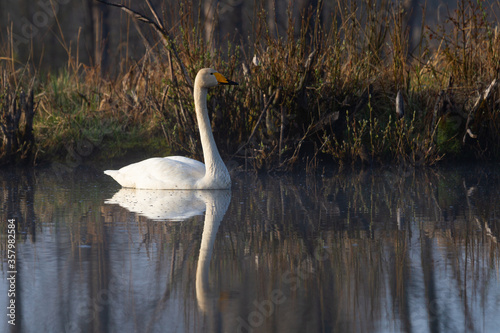 White northern swans in a forest lake