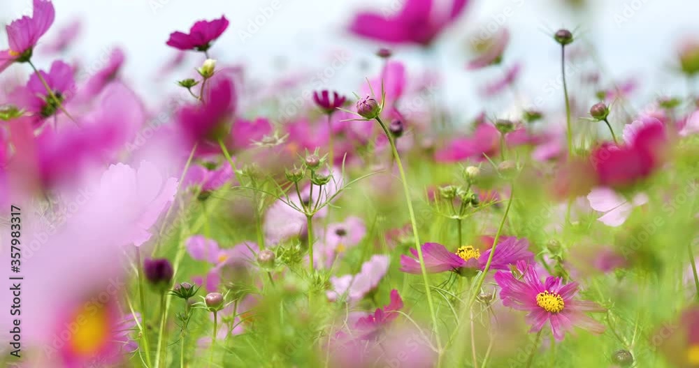 Video shooting of the blooming cosmos field.
Pan shooting. Video shooting of the blooming cosmos field.
Pan shooting.