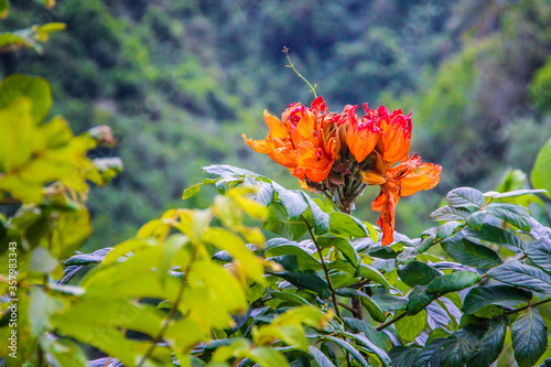 Rarotonga Cook islands tropical lush vegetation  beautiful plants and flowers  Pacific islands