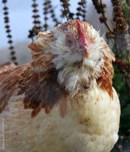 Portrait of a salmon faverolle hen