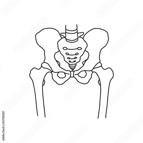 Human pelvic bones, drawn by lines on white background. Vector Stock illustration.