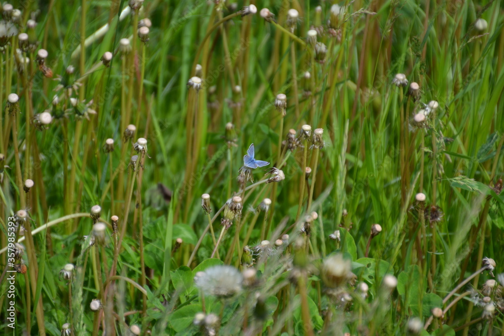 Blu Butterfly among the Dandelions Blu Butterfly among the Dandelions