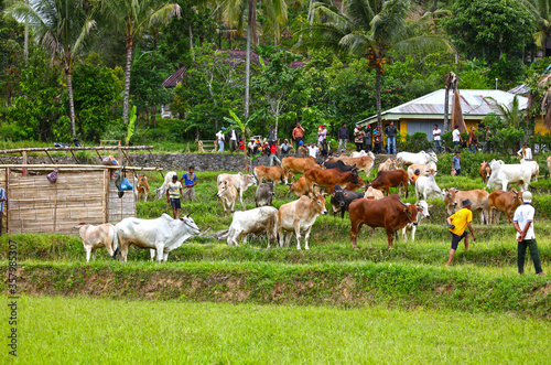 Young bulls being prepared to participate in the Pacu Jawi or running of the bulls in West Sumatra, Indonesia. photo