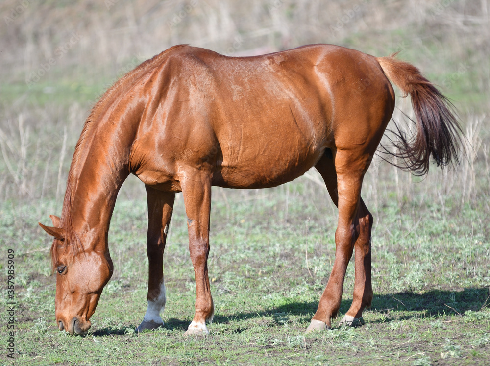 Horses on the farm