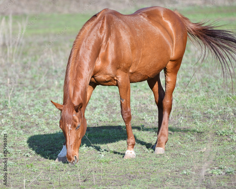 Fototapeta premium Horses on the farm
