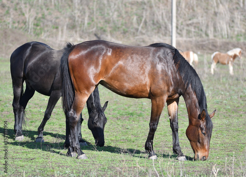 Horses on the farm