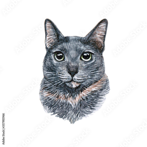 Watercolor illustration of a funny cat. Hand made character. Popular cat breeds.