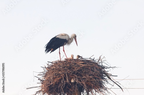 white stork in nest