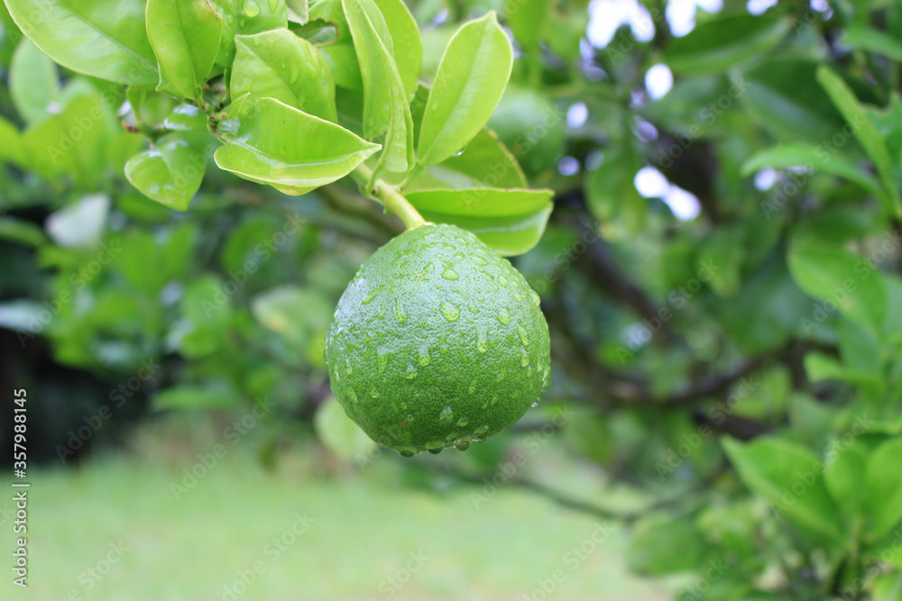 熟する前の緑色のサワーポメロの果実