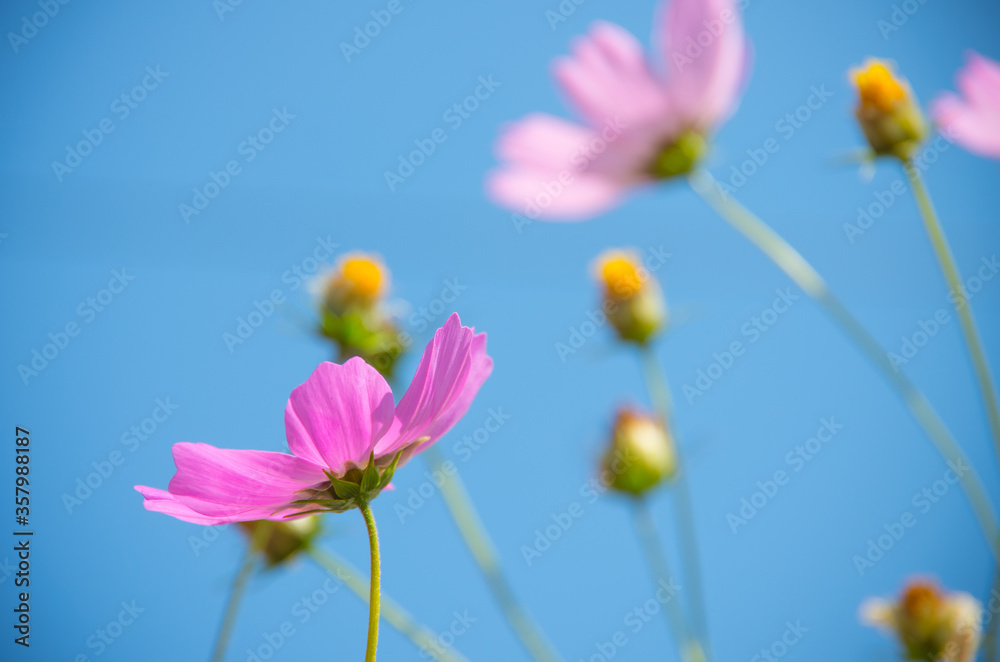 Fototapeta premium A close-up of chrysanthemums in the garden
