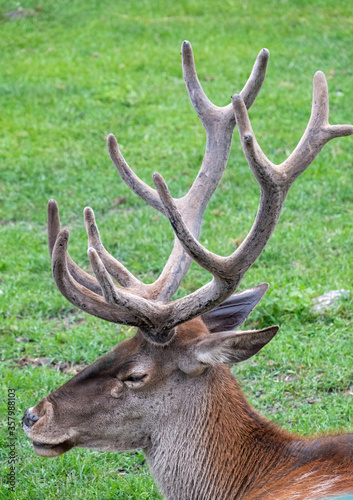Portrait of adult red deer with big horns on on a green background.
