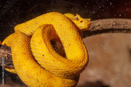 portrait of a pitviper