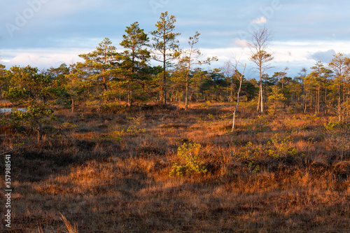 trees in forest and swamp