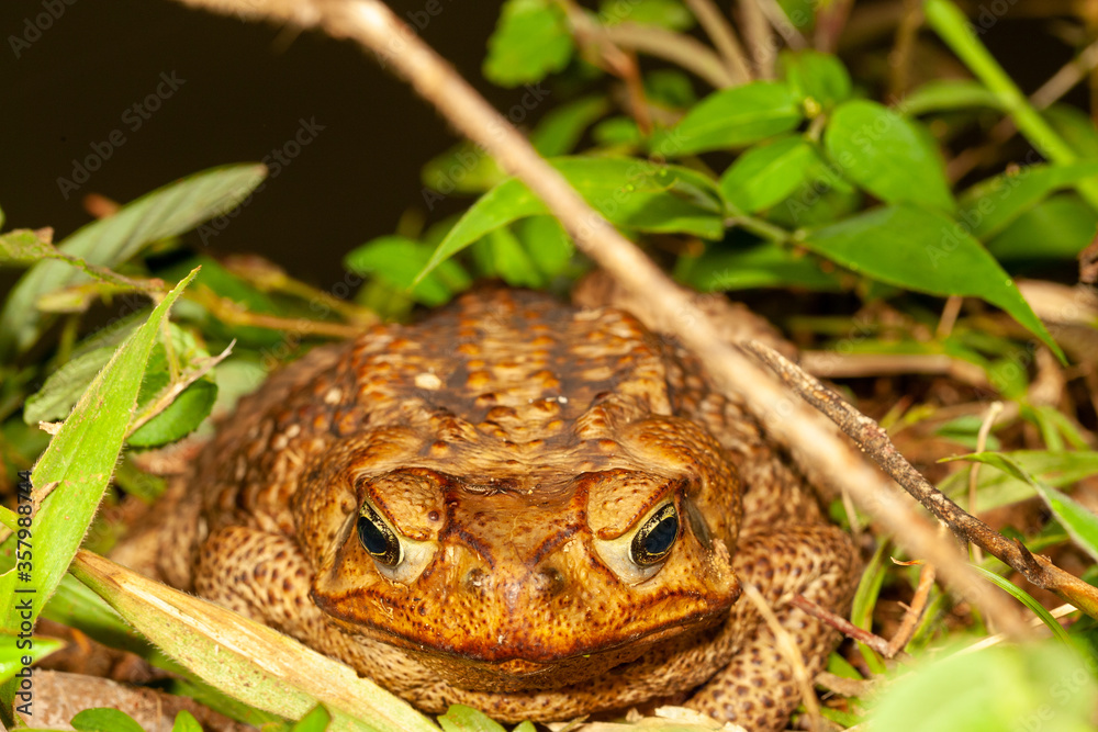 Obraz premium Toad in the grass