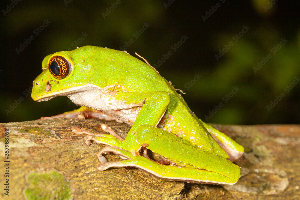 Fototapeta premium portrait of a green monkey tree frog