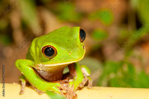 portrait of a green monkey tree frog