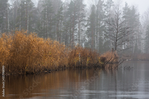 Konstfotografi forest lake shore with  fog at sunset