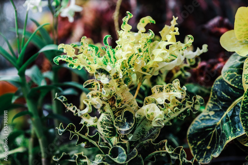 green leaves in the garden