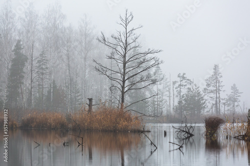 forest lake shore with fog at sunset