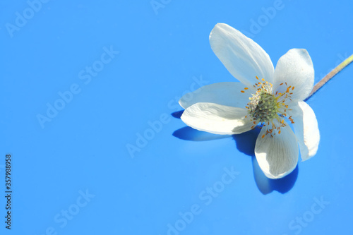  white flower on a blue background, place for text 