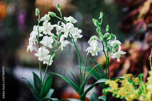 spring flowers in the garden