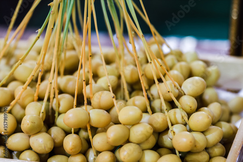  Date palm Phoenix dactylifera