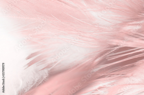Beautiful  pink feather pattern texture background