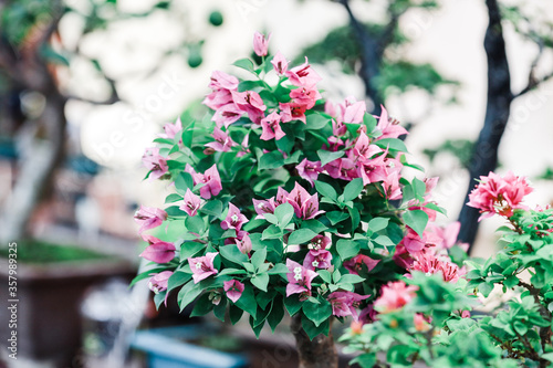 pink flowers in garden