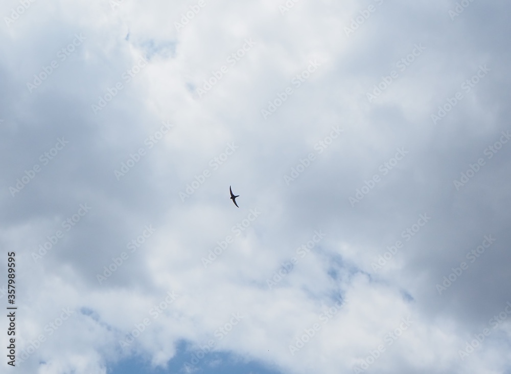 pájaro volando en el cielo azul con nubes blancas