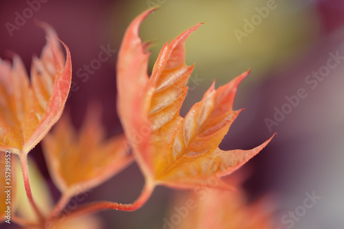 A young leaf of red maple. Photo with shallow depth of field. Autumn leaf of a tree on a blurred background. Autumn color scheme.