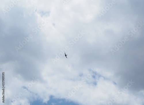 pájaro volando en el cielo azul con nubes blancas