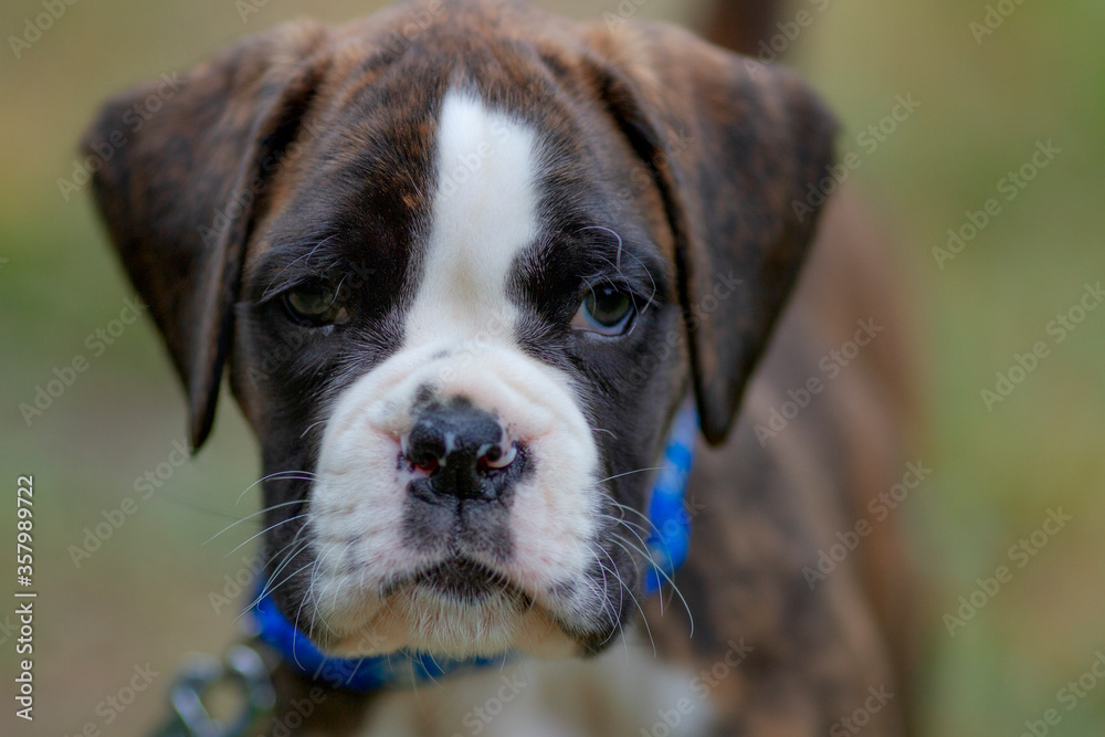 Close-up portrait of puppy german boxer outdoors Close-up portrait of puppy german boxer outdoors