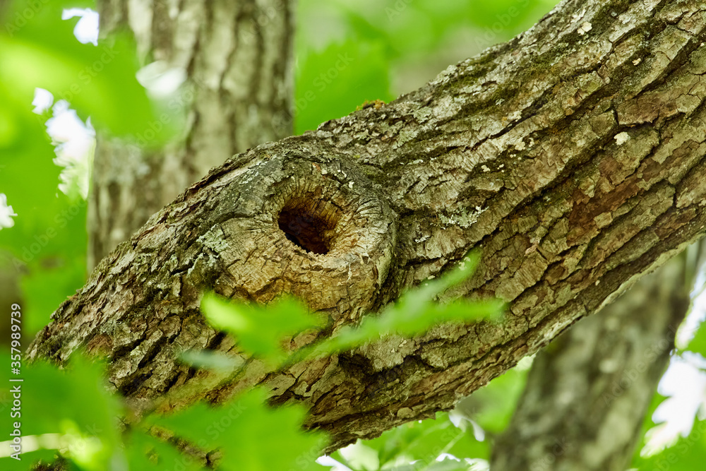 Obraz premium Fresh green forest (photographed in June), Obihiro Green Park, Hokkaido, Japan