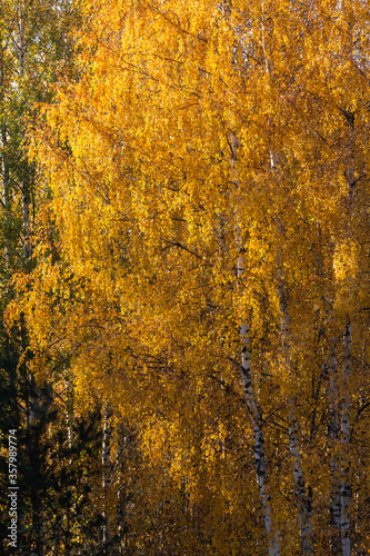 Autumn in Karula national park