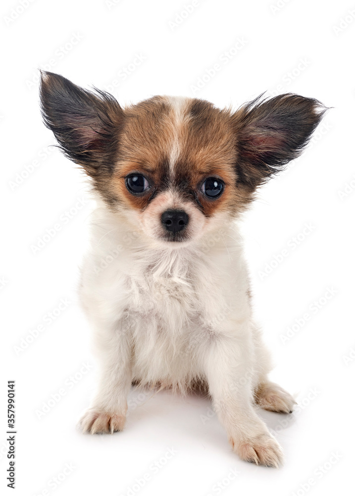chihuahua in studio chihuahua in studio