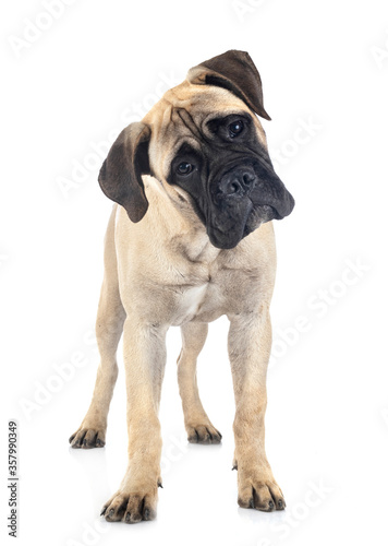 young bullmastiff in studio photo