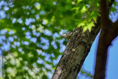 Young bird of the Eurasian nuthatch hidden in the shade of fresh green trees in june, hokkaido, japan