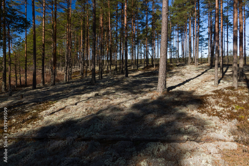 forest in shadows forest in shadows