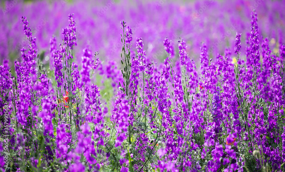 Beautiful summer meadow of purple flowers